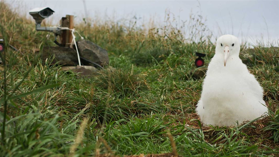 Royal albatross/toroa chick. 