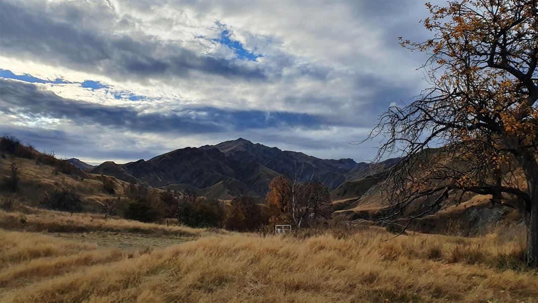 Landscape with tree with autumn leaves and beige grass in the foreground and hillside peak in the distance. 