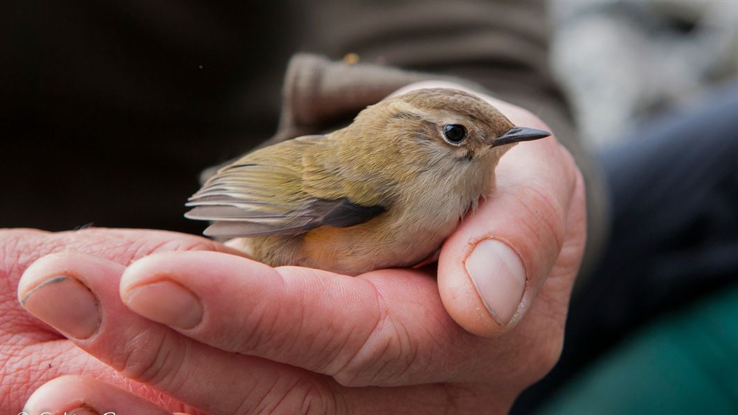 Rock wren/tuke (xenicus gilviventris)