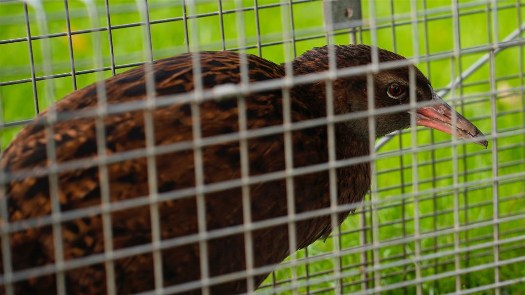 Weka in a cage.