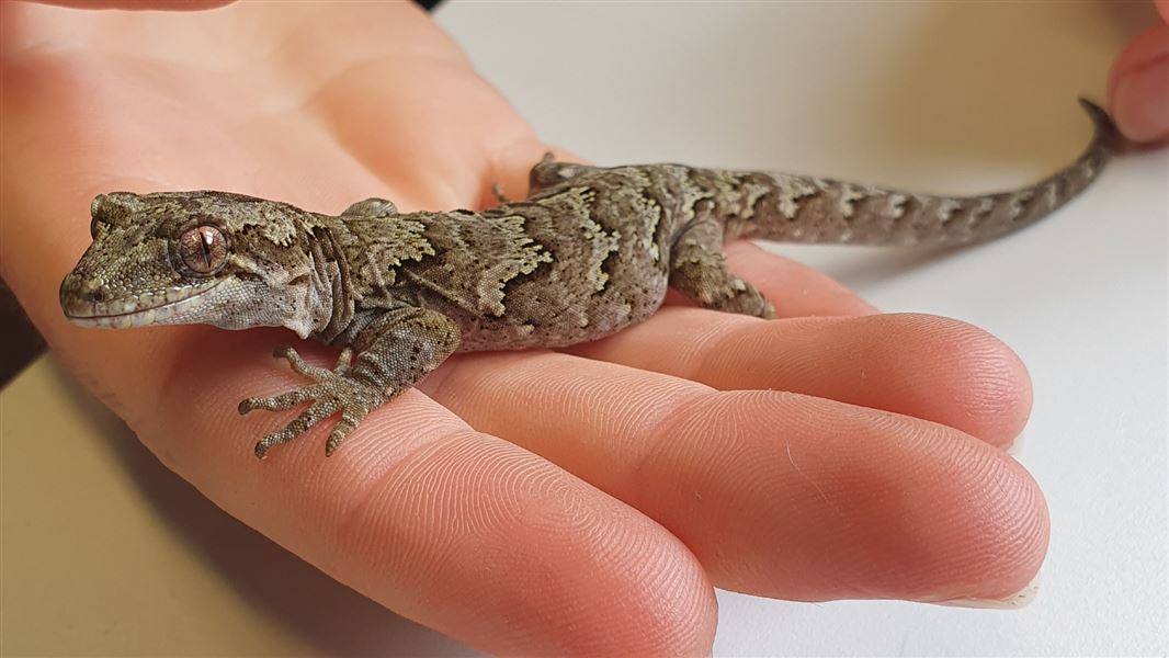 A close up of a lizard standing across the finger tips of an open hand. 