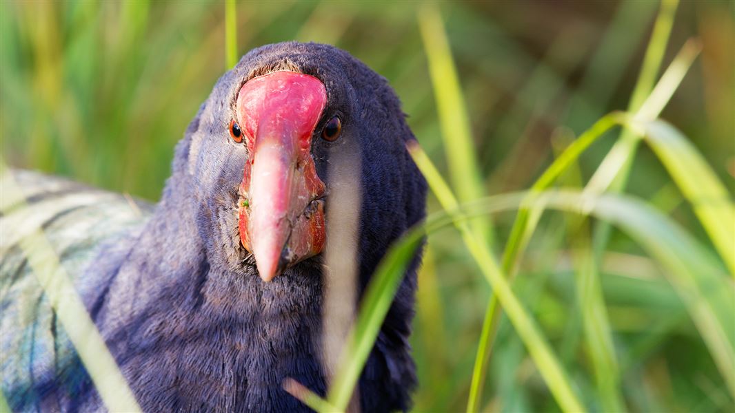 A beautiful blue takahē looks at the camera as if it's posing for the photo.