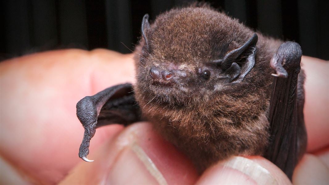 Long-tailed bat. 