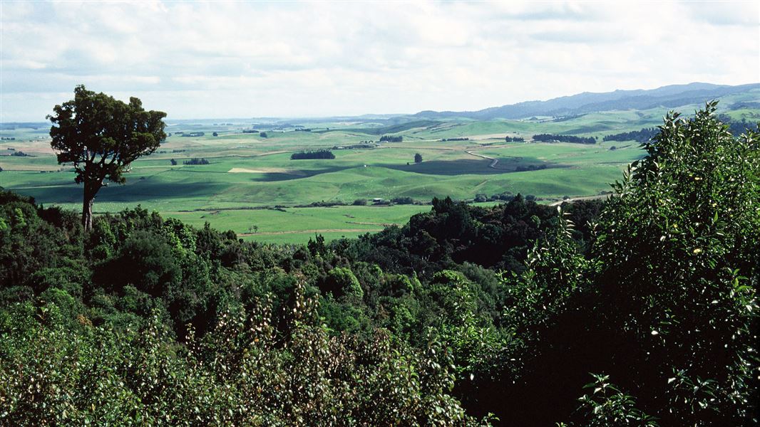 Croydon Bush Scenic Reserve.