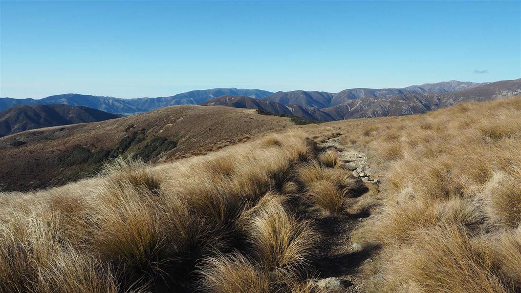 Track through tussock with ranges in the background. 