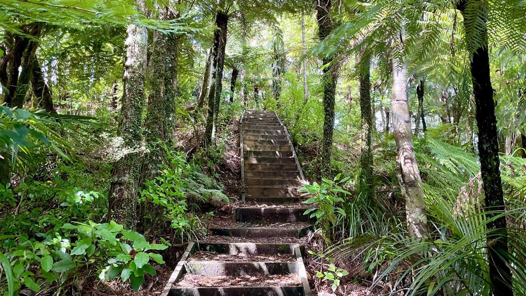 Track with stairs leading through lush forest. 