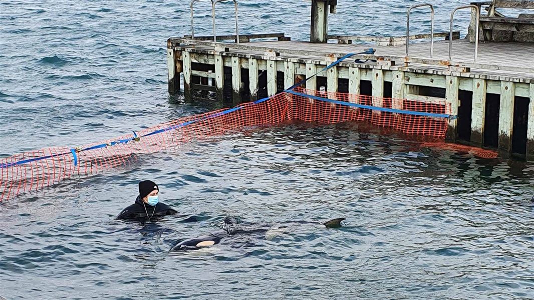 Orca calf and man in water by wharf.