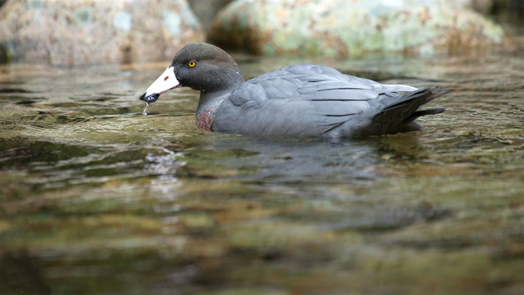 Blue duck in water. 