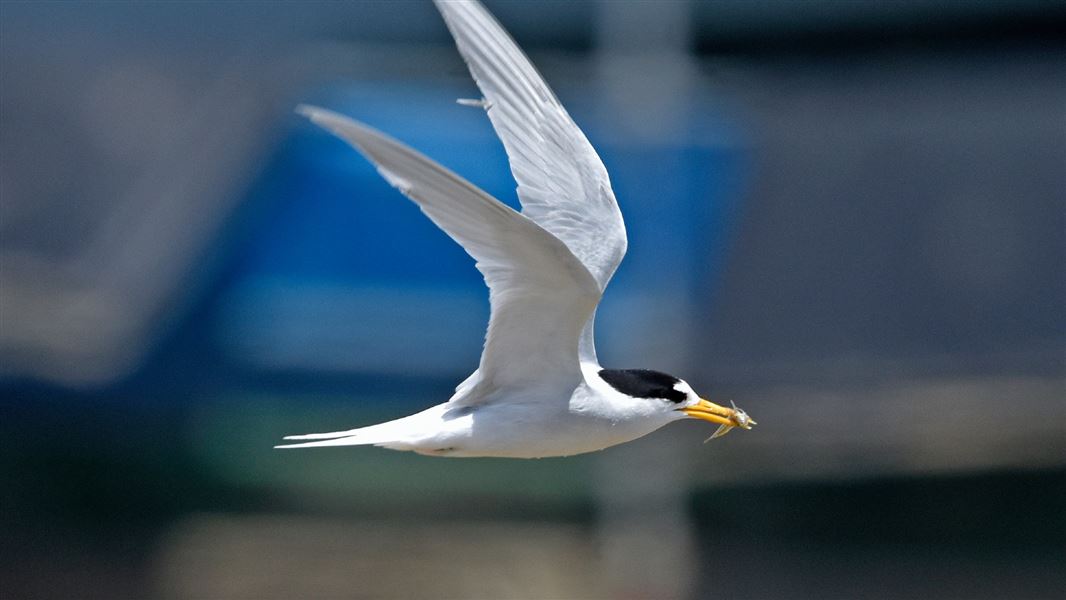 A bird flying with fish in it's mouth