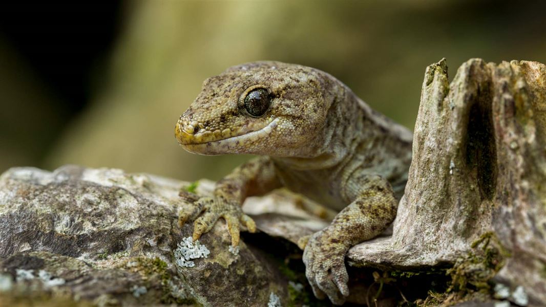 Common gecko