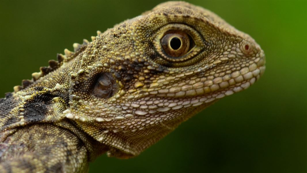 Close-up of water dragon. 