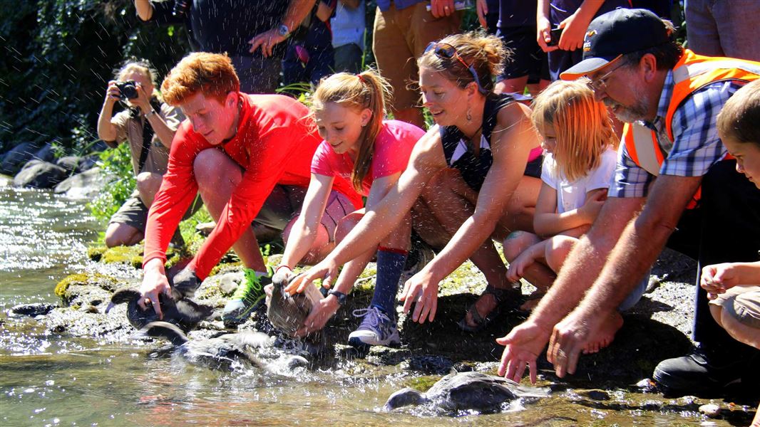 Whio being released into the Tongariro river by DOC, Genesis Energy, Tongariro River Rafting, and school students