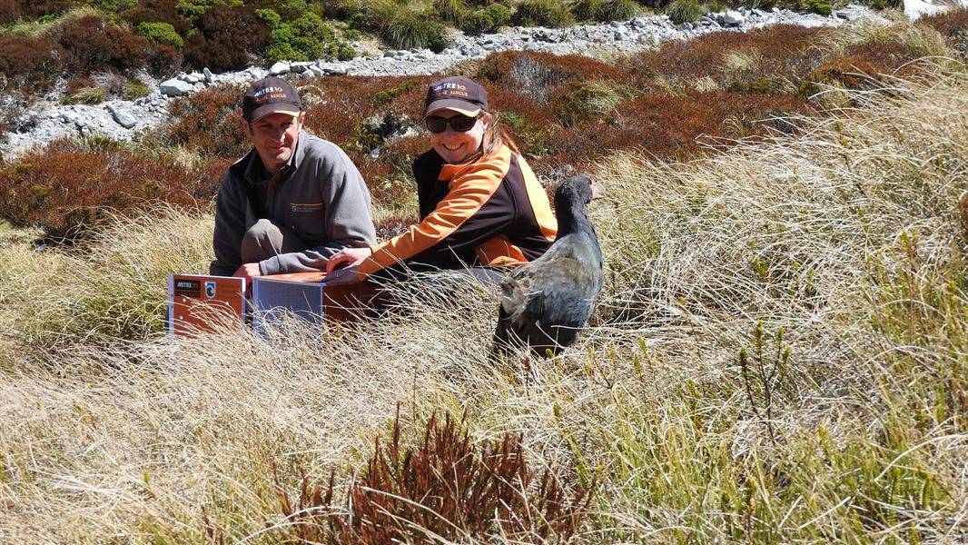 Releasing Lady Alice the takahē. 