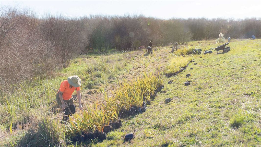 Around 7 people plant flax plants into the ground on a small grassy hill.