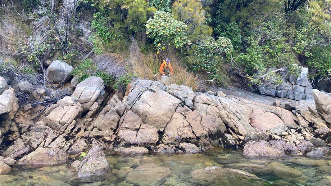 DOC Ranger checks a coastal trap on Ulva Island.