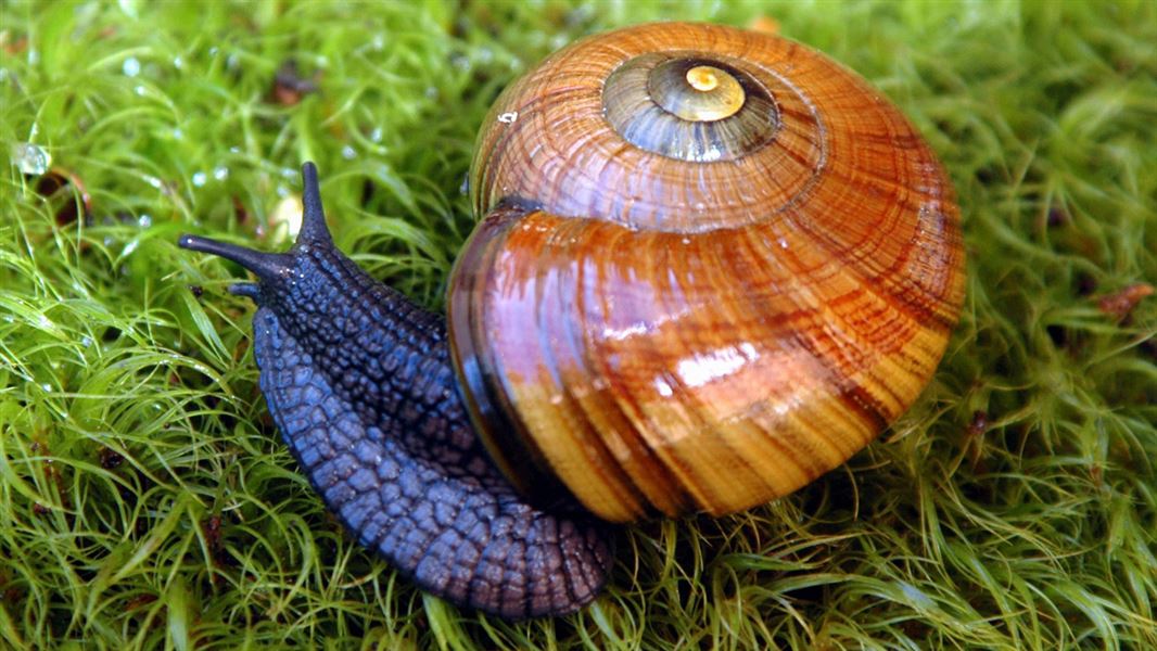what happens if a dog eats a snail shell