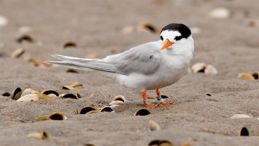 New Zealand fairy tern/tara iti on a beach in Northland