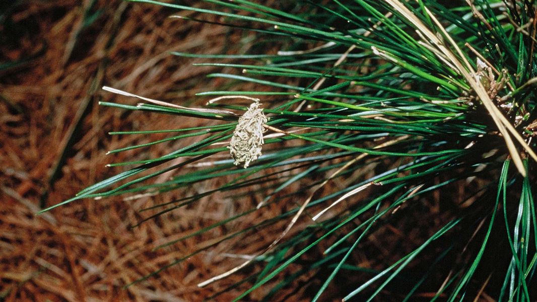 A kākāpō chew on a pine sprig. 