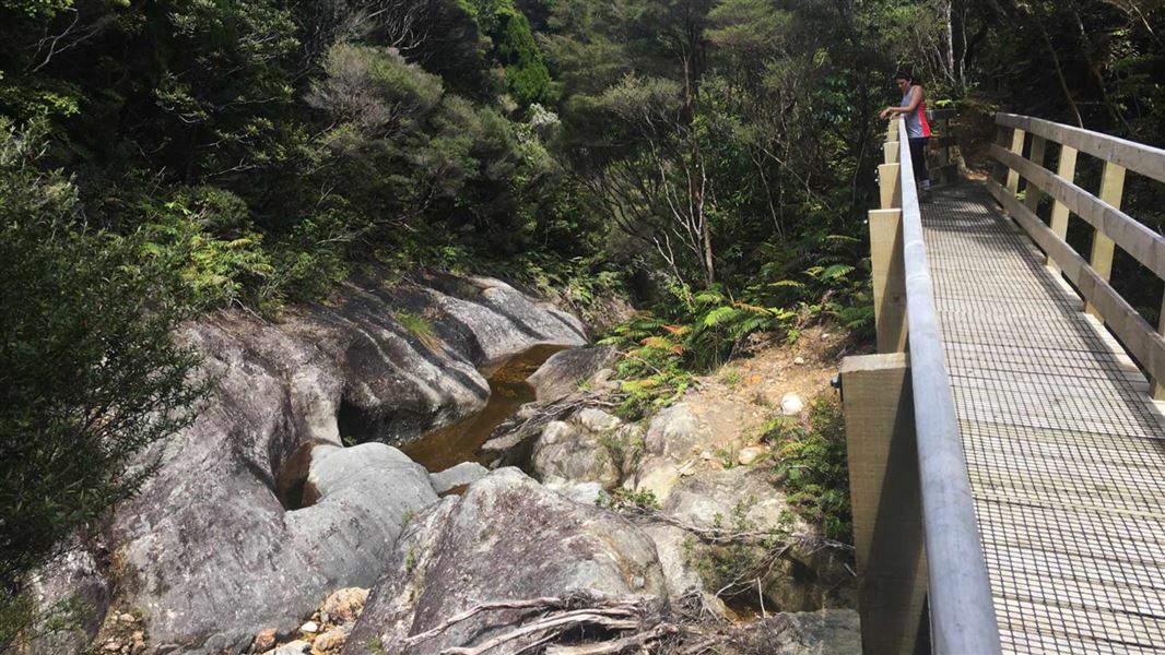 Remains of a kauri dam. 