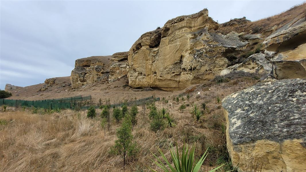 Restoration planting at Wai o Toura., with limestone rocks in the background