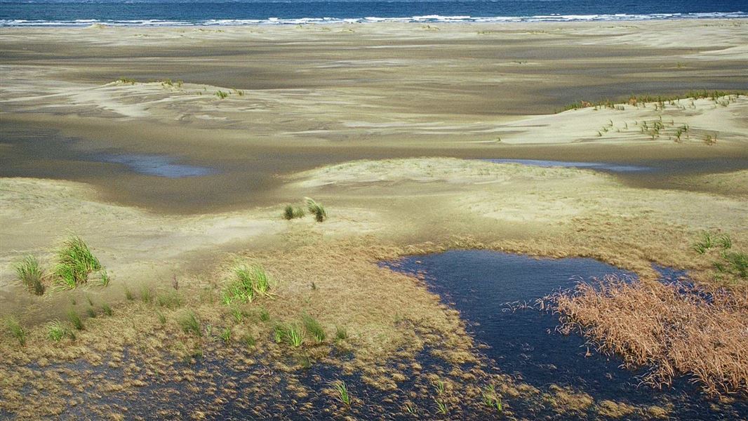 A picture of wetland some distance back from the edge of the ocean with scattered plants growing in small turfs.