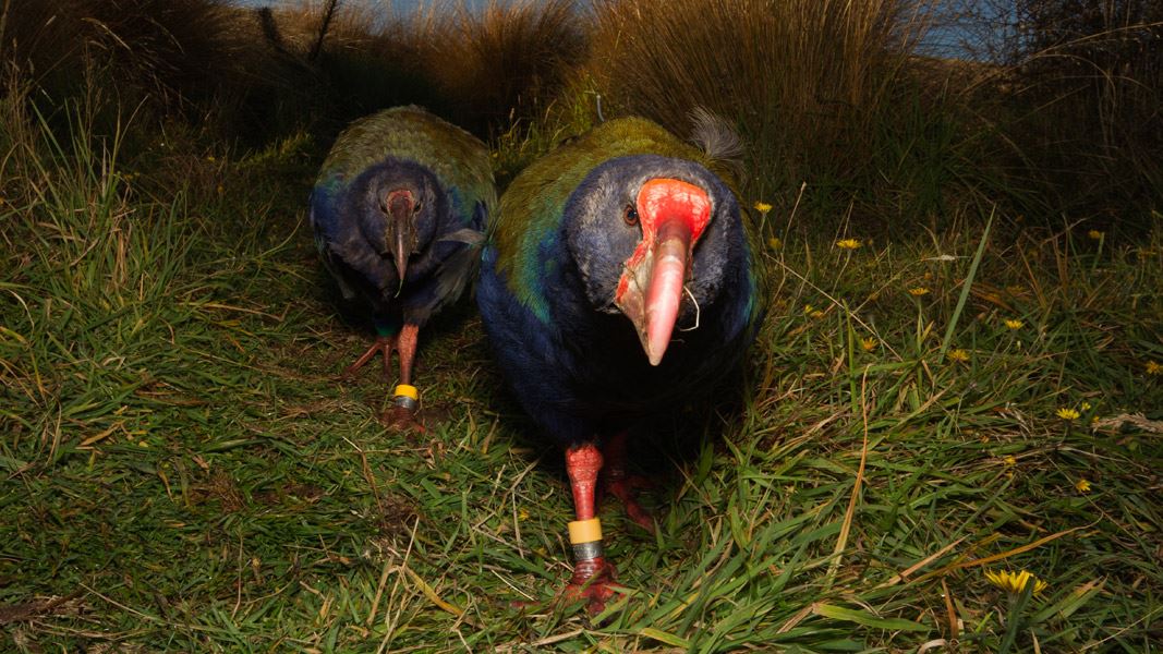 Takahē