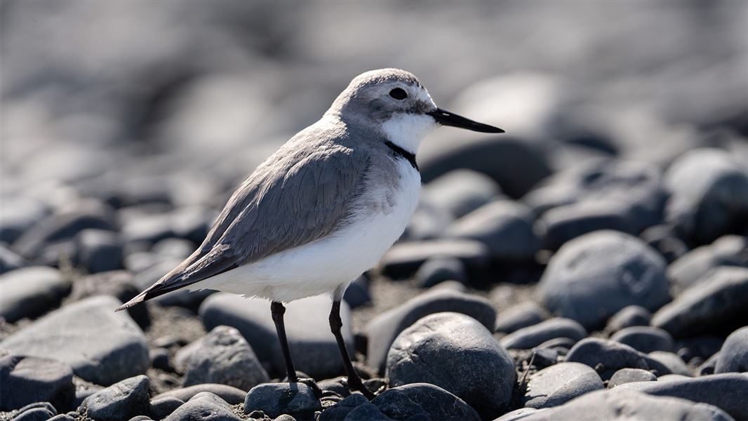 Nesting braided riverbirds like wrybill/ngutu pare are vulnerable to disturbance at this time of year