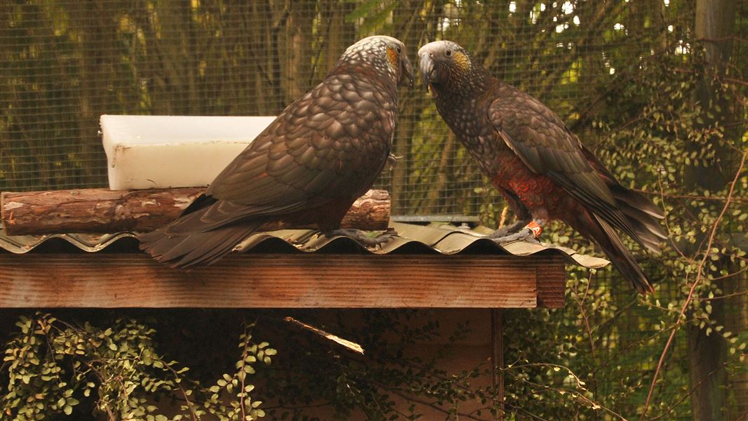 Kākā juveniles at the Te Anau Bird Sanctuary