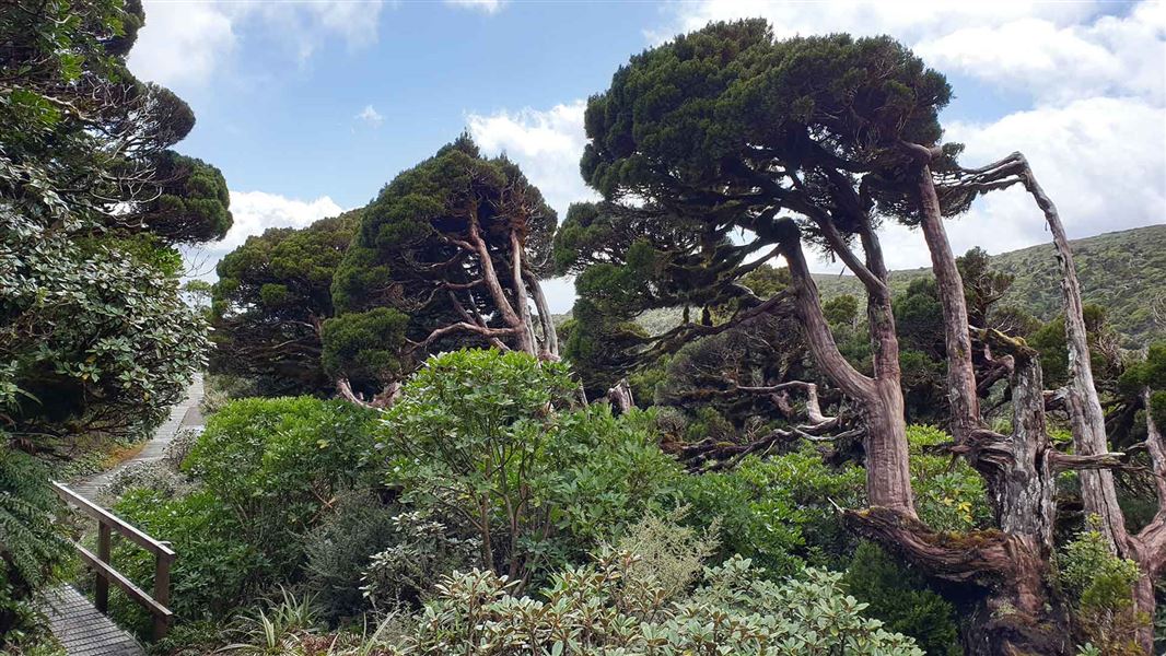 Mountain cedar trees and Mangorei track near Pouakai Hut.