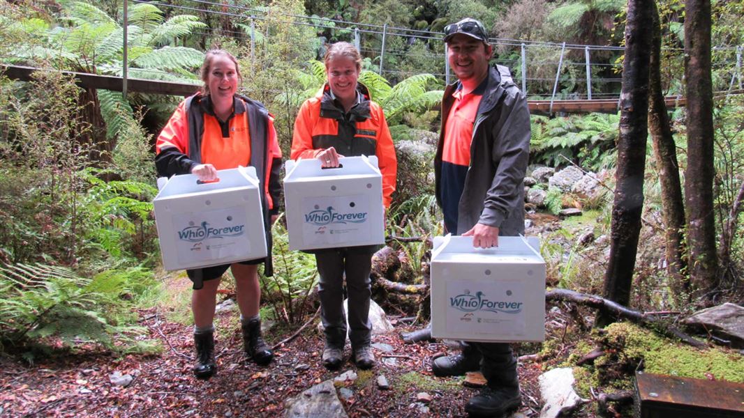 DOC rangers release whio in the Paparoa Ranges. 