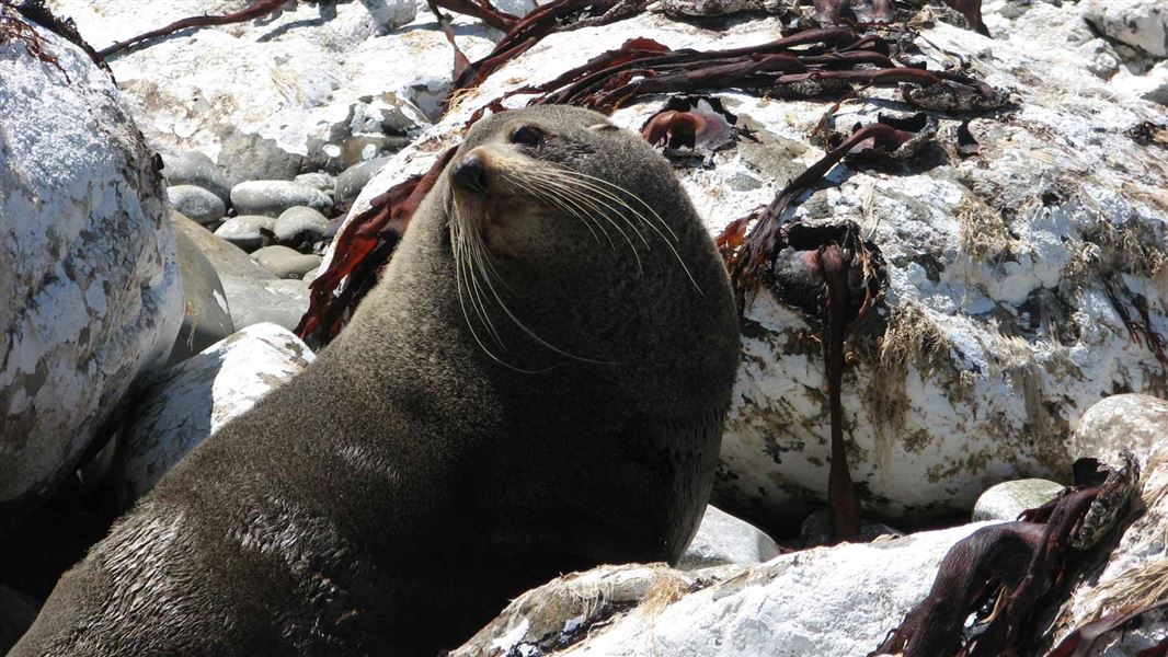 New Zealand fur seal at Ohau Point