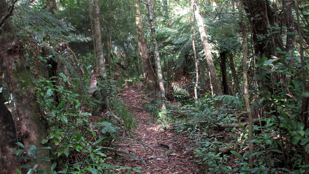 Kaharoa Kōkako Track. 