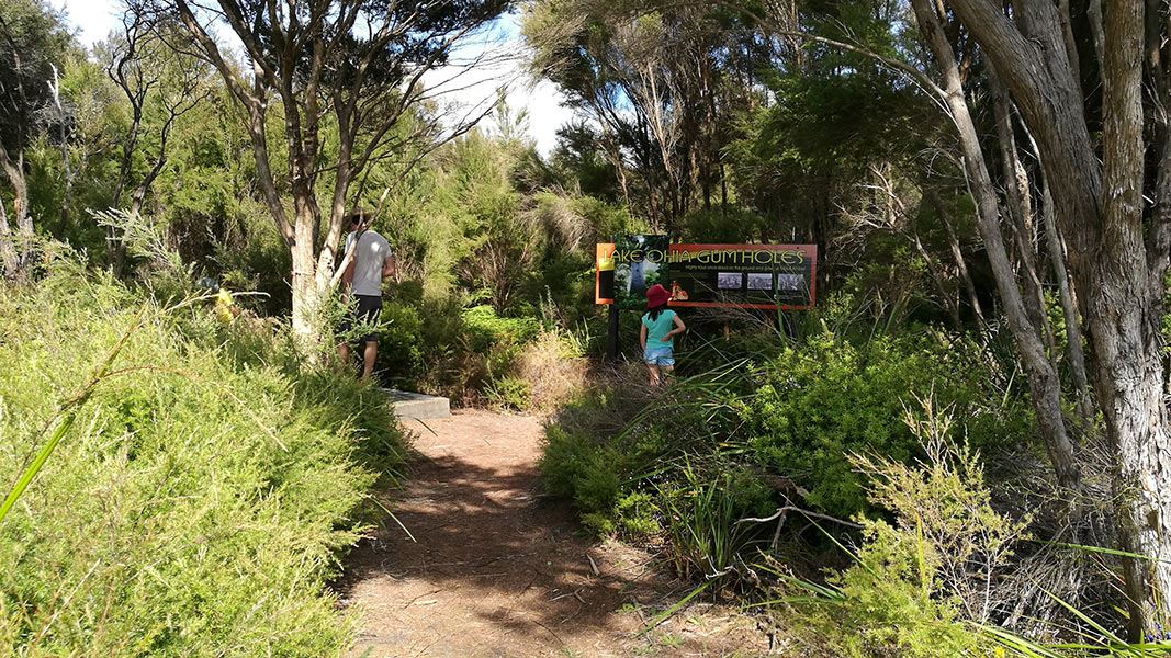 Looking at interpretation panel at Lake Ohia Gumholes Reserve. 