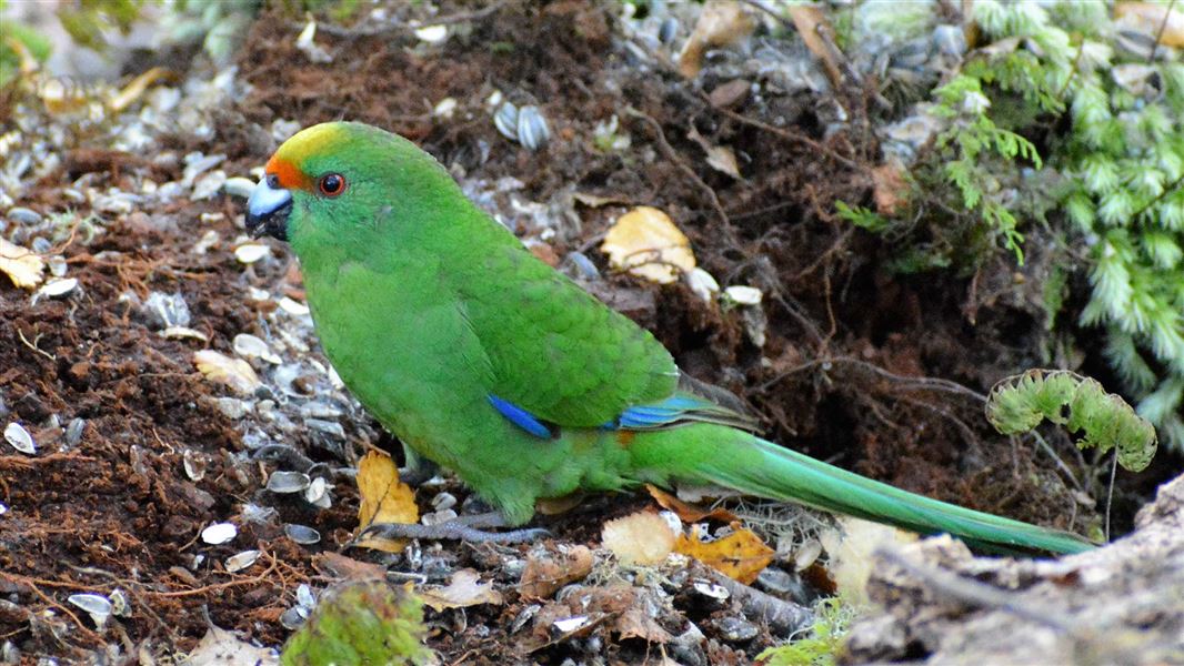 Kākāriki karaka in the Brook Waimārama Sanctuary