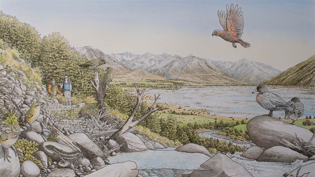 Illustration visualising a high country reach with  birds and aquatic life.