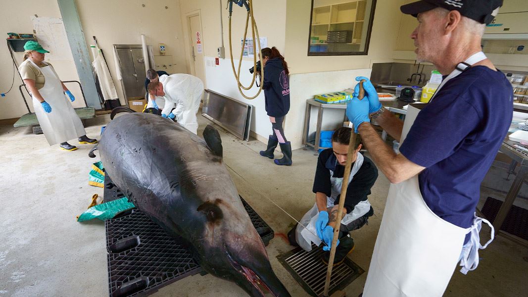 Ōtākou rūnaka representatives and scientists take external measurements of spade-toothed-whale