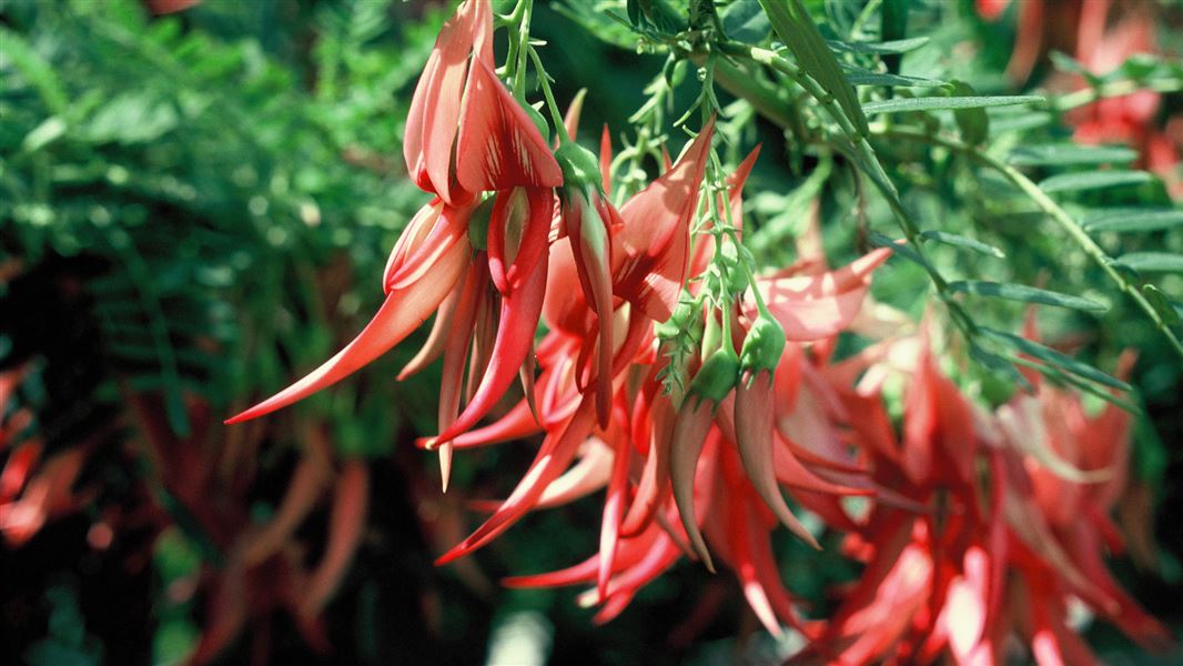 Bright red flowers hanging from a bush.