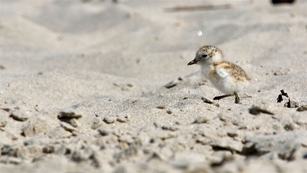 Small New Zealand dotterel chick on sand. 