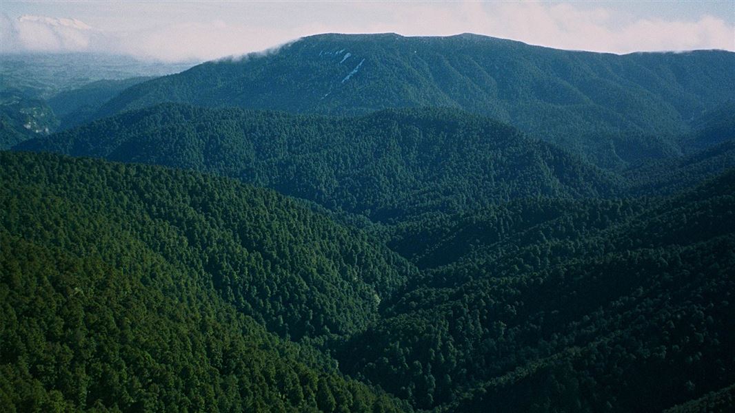 Native forests like the Ruahine Ranges store carbon