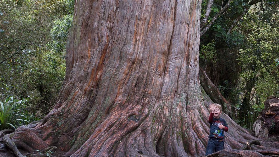 Tōtara tree on Big Tree Walk. 