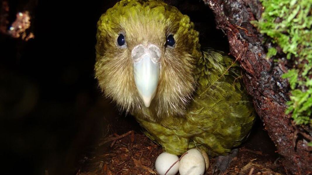 Kākāpō Kuia at her nest. 