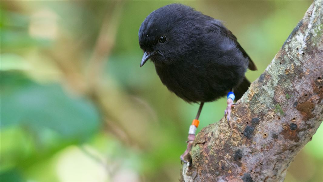 Stories about the black robin: NZ Native birds