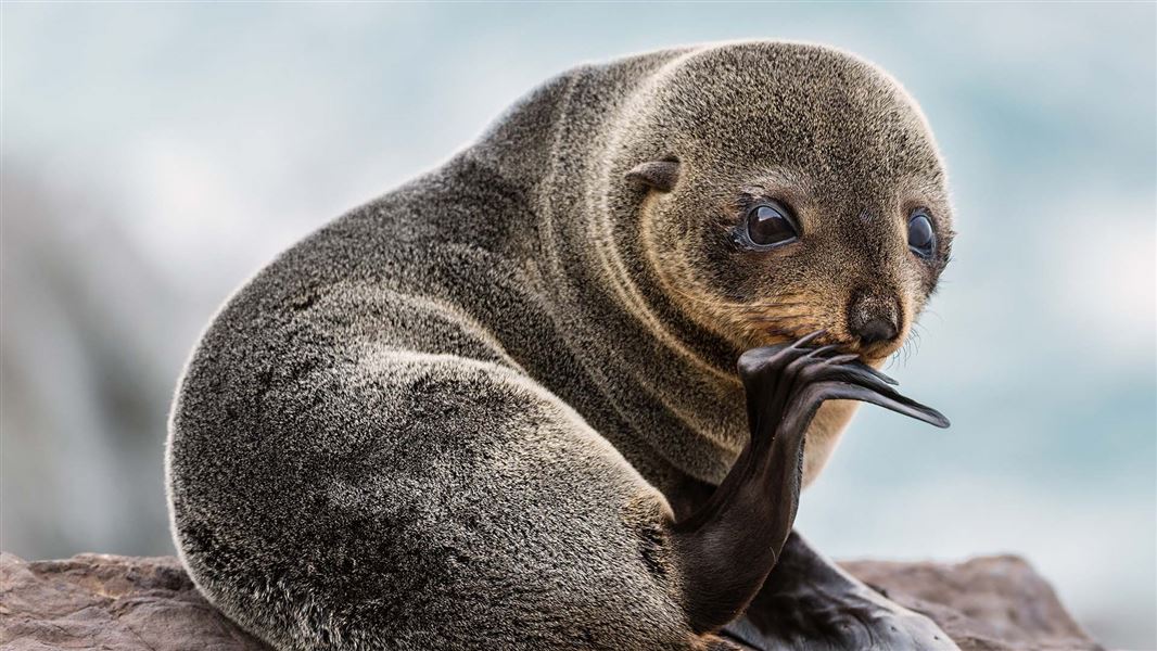 Close up of a furry baby seal.