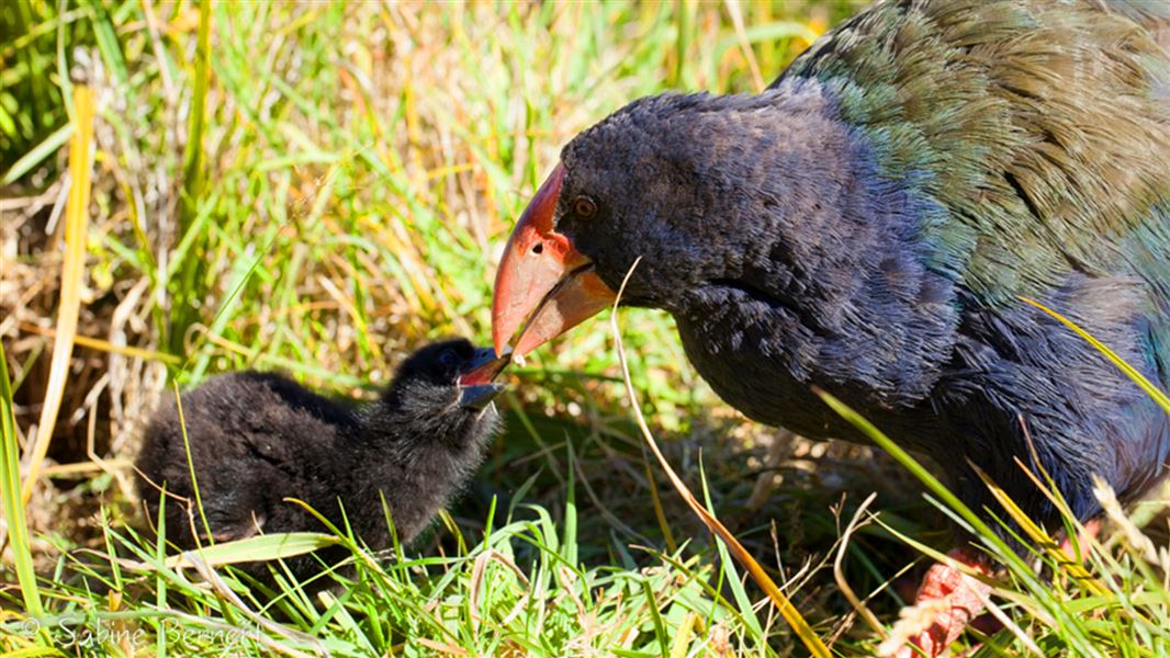 Takahē with a chick in Burwood Bush near Te Anau.