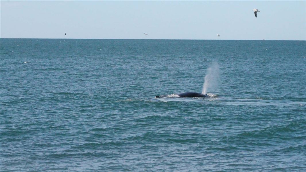 The humpback taking a break in Hawke's Bay. 