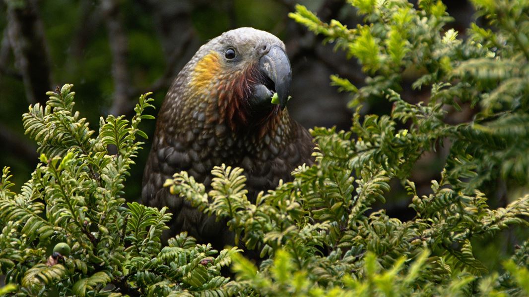 Kākā peering out over the top of some trees.