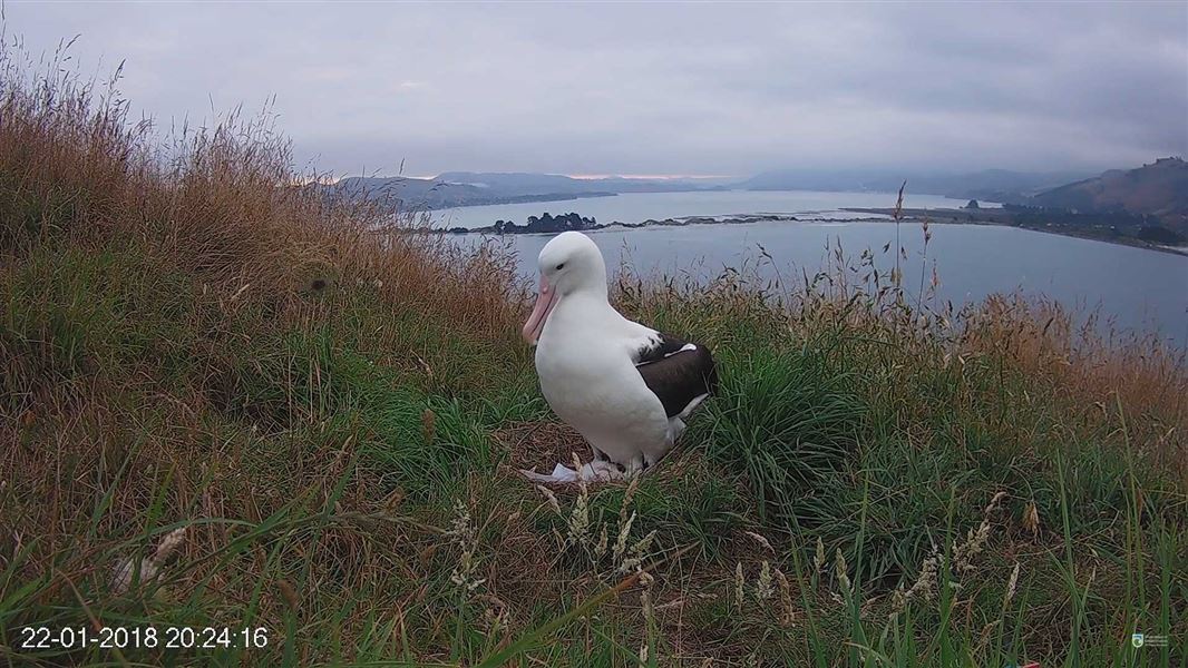 New albatross chick and mother. 