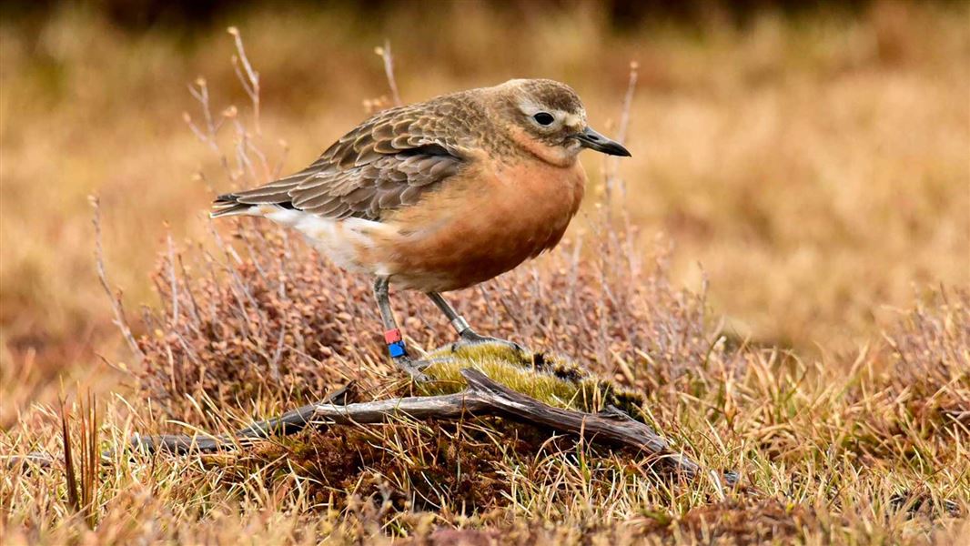 Adult female dotterel. 