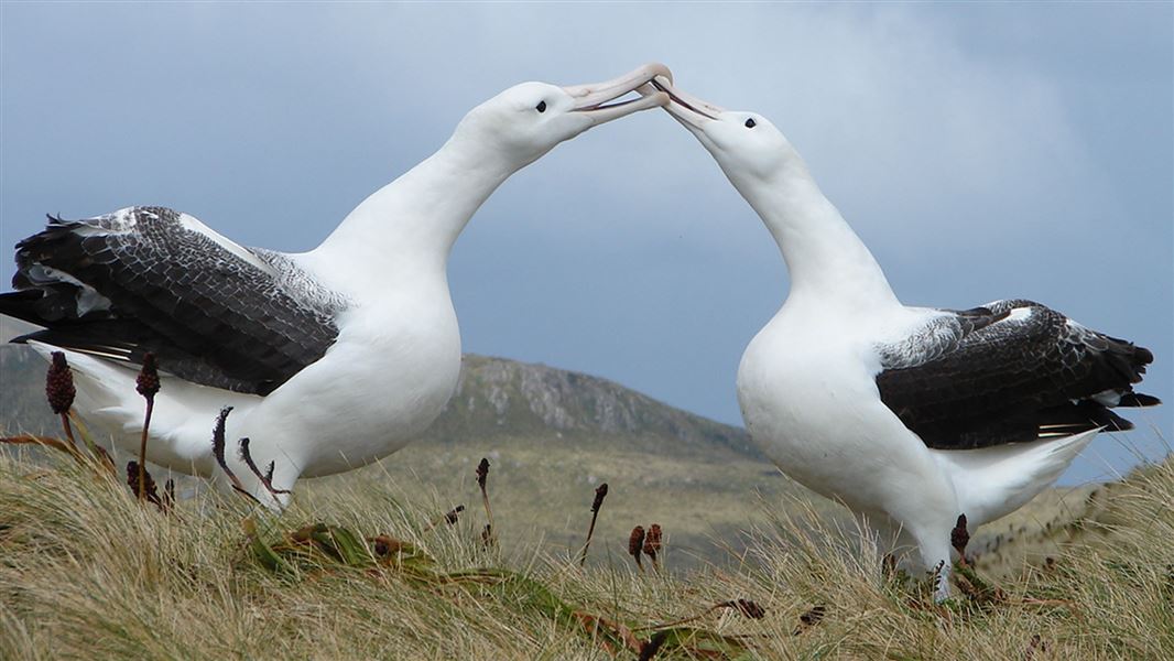 Southern royal albatross. 