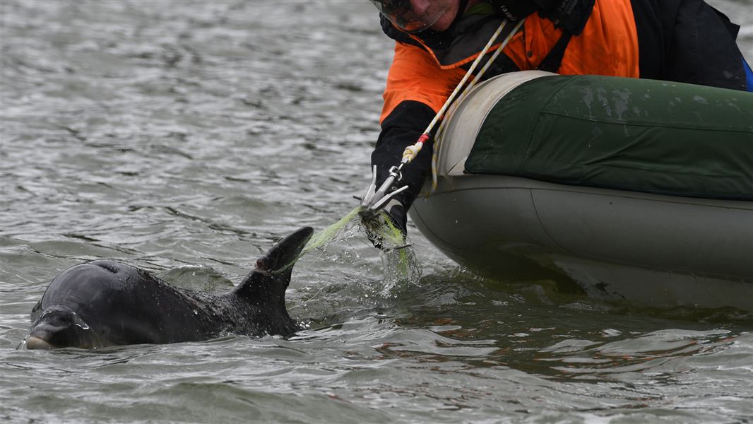 Ranger disentangles dolphin from a boat. 